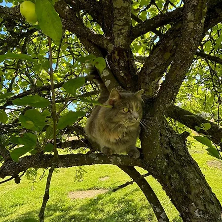 Whitehouse, Peaceful Togetherness Appartement Lehtimäki