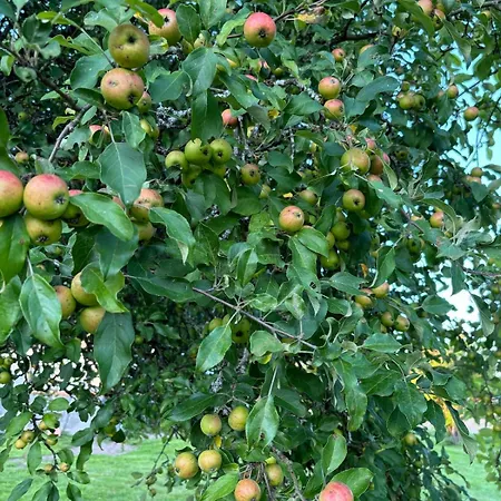 Whitehouse, Peaceful Togetherness Lehtimäki