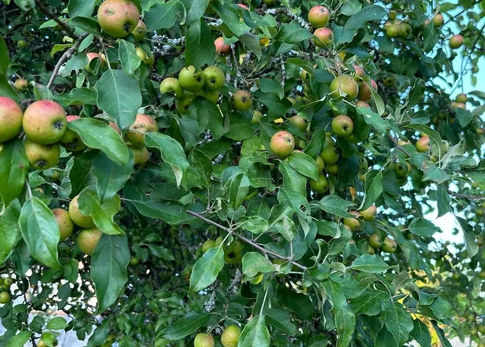 Whitehouse, Peaceful Togetherness Lehtimäki